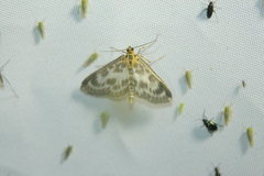 Anania hortulata