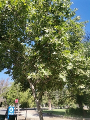 Platanus
