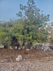 Pistacia terebinthus