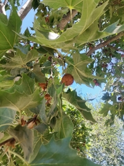 Platanus