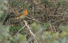 Erithacus rubecula rubecula