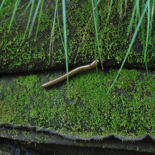 Spirobolus bungii