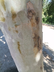 Platanus