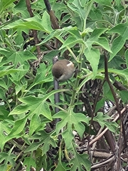 Zosterops borbonicus