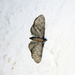 Eupithecia haworthiata