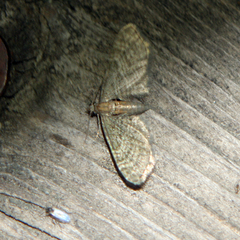 Eupithecia haworthiata