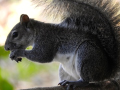 Sciurus colliaei