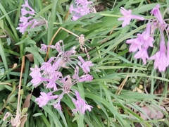 Tulbaghia