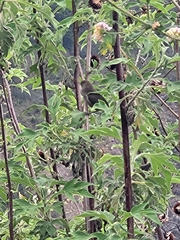 Zosterops borbonicus