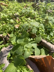 Lamium