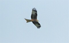 Milvus milvus milvus