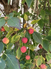 Cornus kousa