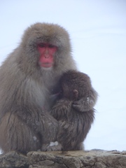 Macaca fuscata fuscata