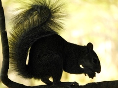 Sciurus colliaei