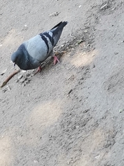 Columba livia