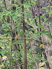 Zosterops borbonicus