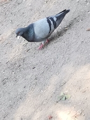 Columba livia