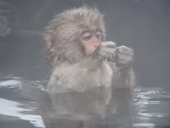 Macaca fuscata fuscata