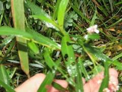 Persicaria decipiens