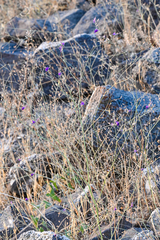 Delphinium consolida