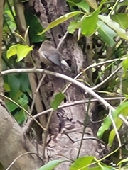 Zosterops borbonicus