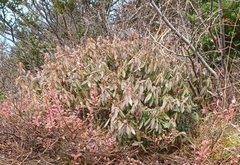 Rhododendron groenlandicum
