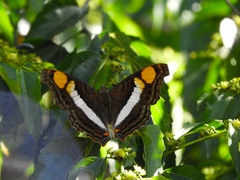 Doxocopa