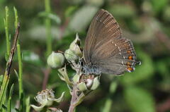 Satyrium ilicis