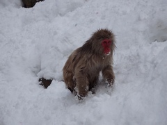 Macaca fuscata fuscata