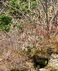 Rhododendron groenlandicum