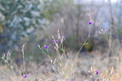 Delphinium consolida