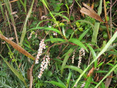 Persicaria decipiens