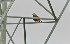 Milvus milvus milvus