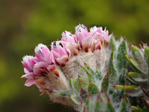Metalasia cephalotes (Thunb.) Less.