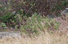 Rhododendron groenlandicum