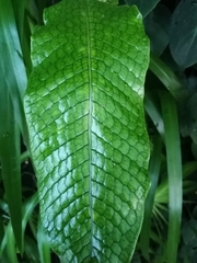 Microsorum membranaceum