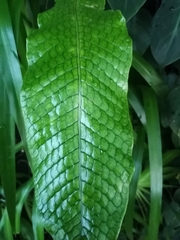 Microsorum membranaceum