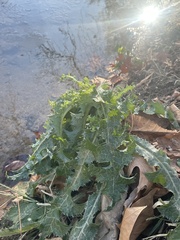 Sonchus asper