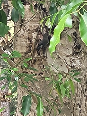 Zosterops borbonicus