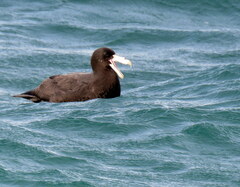 Macronectes giganteus