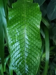 Microsorum membranaceum