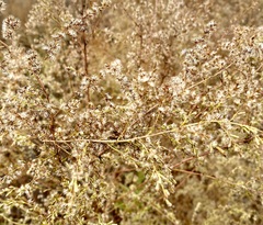 Eupatorium compositifolium