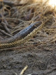 Philodryas chamissonis