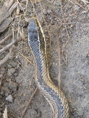 Philodryas chamissonis