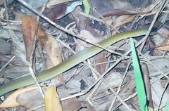 Crotaphopeltis hotamboeia