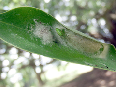 Tetragnatha squamata