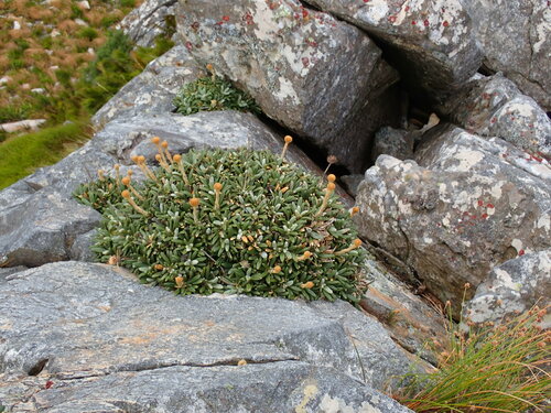 Image of Oldenburgia intermedia by (c) Ren Hoekstra, some rights reserved (CC BY)