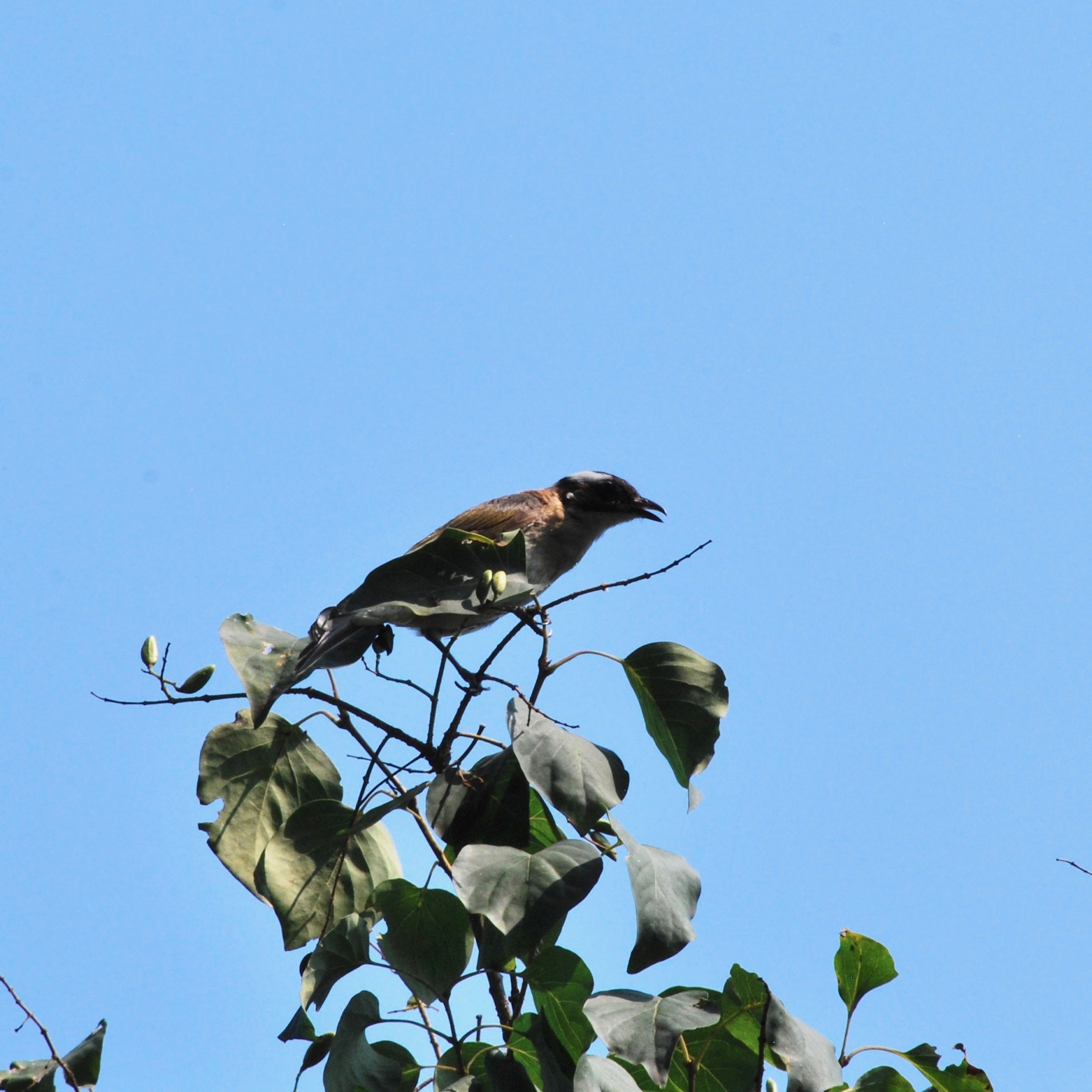 Light-vented Bulbul