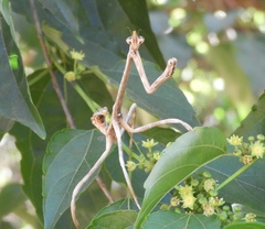 Pseudovates chlorophaea