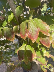 Parrotia